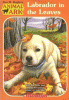 Labrador_in_the_leaves