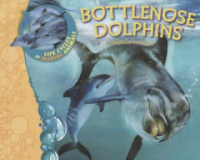 Bottlenose_dolphins