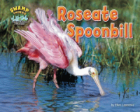 Roseate_spoonbill