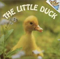 The_little_duck